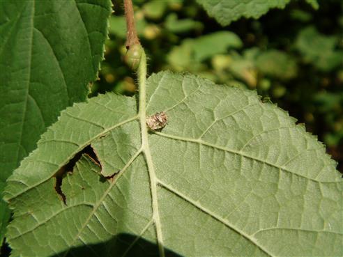 Schildlaus(Coccoidea(Handlirsch 1903)) an der Blattunterseite einer Linde(Tilia platyphyllos(Scop.))