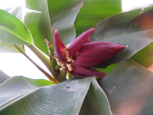 Blüte einer Banane(Musa (L.))