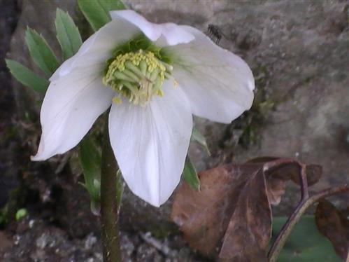 Blüte der Schneerose(Helleborus niger(L.))