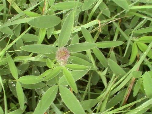Hasen-Klee(Trifolium arvense(L.))