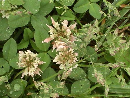 Wei-Klee(Trifolium repens(L.))