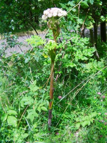 Wald-Engelwurz(Arngelica sylvestris(L.))