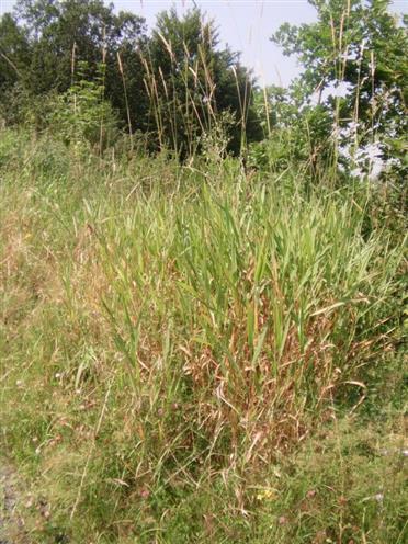 Land-Reitgras(Calamagrostis epigejos(Roth))