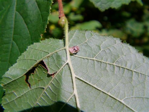 Schildlaus(Coccoidea) an der Unterseite eines Lindenblattes