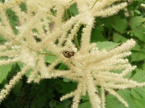 Gefleckter Blütenbock(Pachytes cerambyciformis) fressend und in Paarung