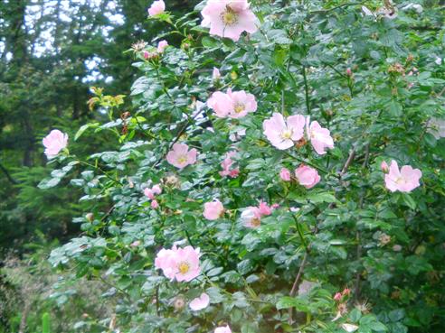 Hunds-Rose(Rosa canina(L.))