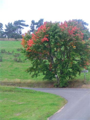Herbstliche Färbung eines Ahornbaumes(Acer) nördlich von Simmersbach