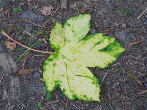 Ahornblatt(Acer) herbstlich(Chlorophyll-, Carotinoid- u. a. abbau) 