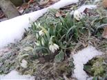 Schneeglöckchen(gefüllte Form)(Galanthus nivalis(L.))