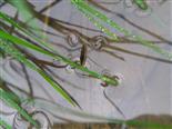 Gemeiner Wasserläufer(Gerris lacustris(L.))