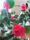 Kamelie(Camellia japonica(L.))