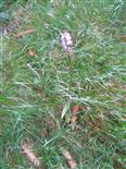 Geflecktes Knabenkraut(Dactylorhiza maculata(L.))