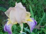 Holunder-Schwertlilie(Iris x squalens)