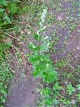 Beifuß(Artemisia vulgaris(L.))