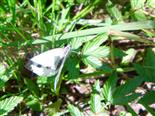 Kleiner Kohlweißling(Pieris rapae(L. 1758))