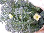 Broccoli(Brassica oleracea var. italica(Plenck))