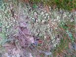 Trompetenflechte(Cladonia fimbriata(Fr.))