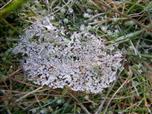 Eiskristalle gefangen im Spinnennetz