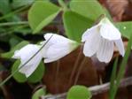 Blüten des Waldsauerklee(Oxalis acetosella(L.))
