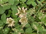 Weiß-Klee(Trifolium repens(L.))