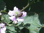 Engelwurz-Hausfliege(Phaonia angelicae) auf Brombeerblüte im Mittagslicht