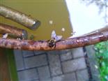 Westliche Honigbiene(Apis mellifera(L. 1758)) bei der Flüssigkeitsaufnahme