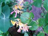 Blüten des Wald-Geißblattes(Lonicera periclymenum(L.))