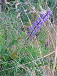 Blaue bzw. Schmalblättrige Lupine(Lupinus angustifolius(L.))
