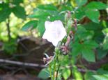 Pfirsichblättrige Glockenblume(Campanula persicifolia(L.))