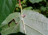 Schildlaus(Coccoidea) an der Unterseite eines Lindenblattes