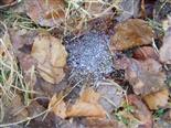Regentropfen gefroren im Spinnennetz
