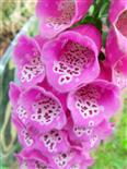 Blüte des roten Fingerhutes(Digitalis purpurea(L.))
