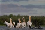 rosa Pelikane im Donaudelta