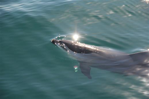 Delphin ins Licht