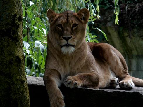 Lioness Model