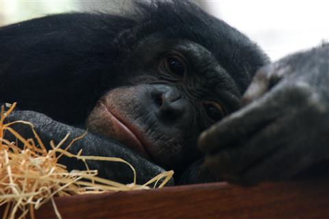 mder Bonobo