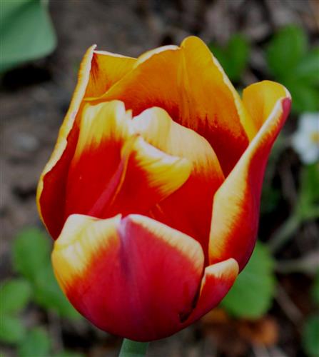 Flammende Tulpe