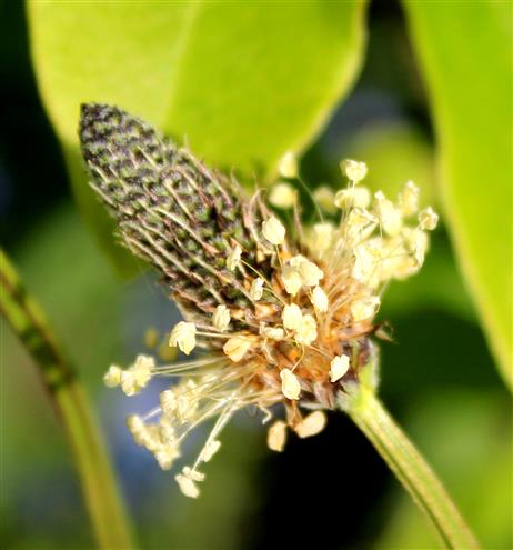 Spitzwegerich (Plantago lanceolata)