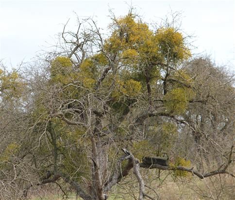 Ein von Misteln besiedelter alter Obstbaum