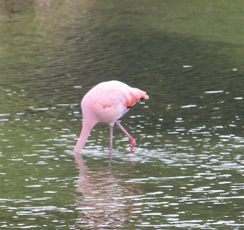 Flamingo bei der Mahlzeit