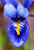 Iris sibirica mit Regentropfen