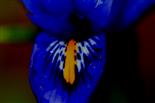 Iris sibirica, ein wenig verfremdet