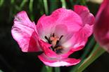 verblühende Tulpe