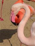 Eleganter Flamingo (Phoenicopterus ruber)