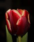 festliche Tulpe