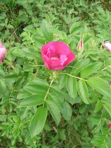 Kartoffelrose(Rosa rugosa(Thunb.))