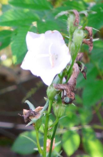 Pfirsichblttrige Glockenblume(Campanula persicifolia(L.))