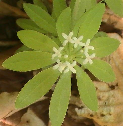 Blüten des Waldmeisters(Galium odoratum(L.)Scop.)