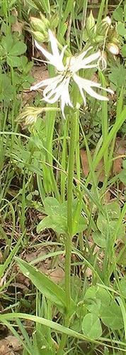 Kuckucks-Lichtnelke(Lychnis flos-cuculi(L.)) weißblühend