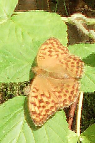 Kaisermantel(Argynnis paphia(L. 1758))